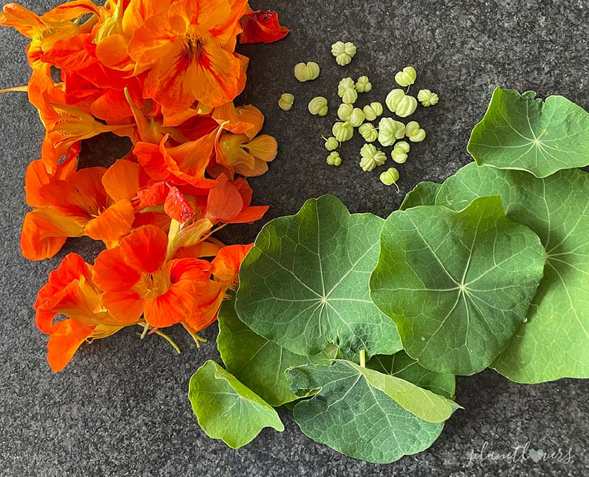 So kannst du die Aromen deiner Gartenkräuter für die Wintermonate einfangen