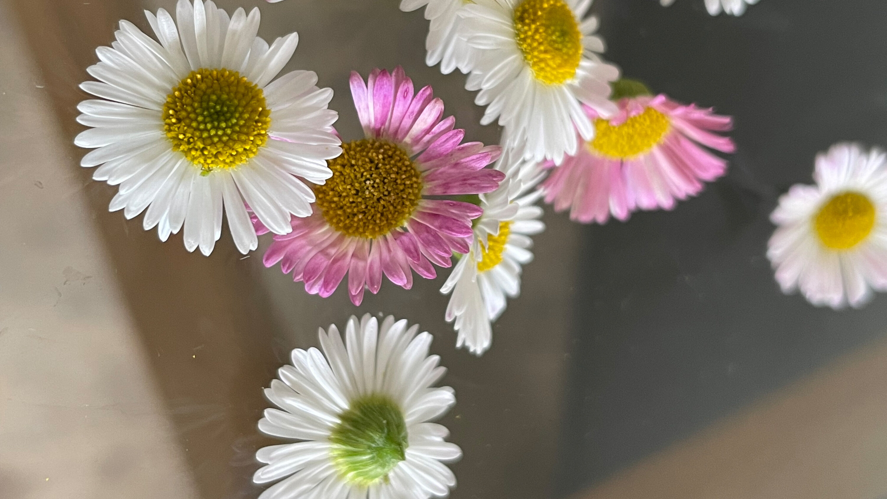 DAS GÄNSEBLÜMCHEN. Bellis Perennis