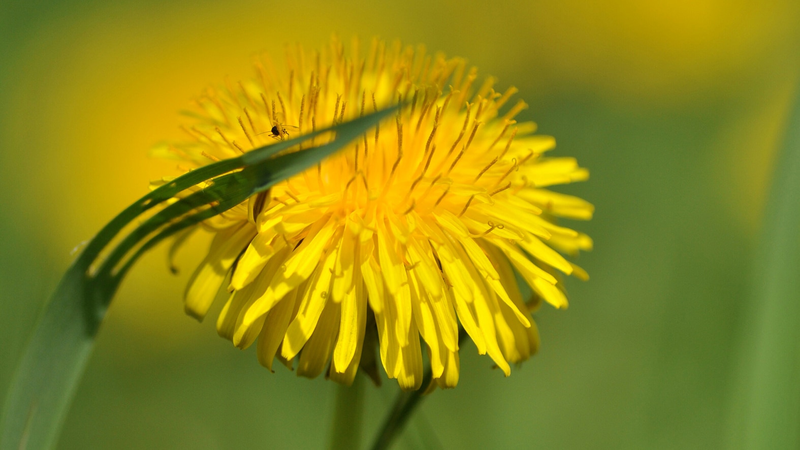 DER LÖWENZAHN. Taraxacum officinale